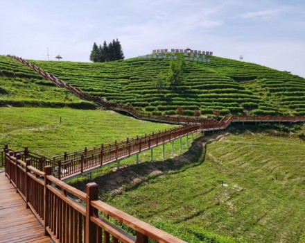 木栈道-茶山观光园